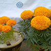 Marigold