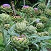 artichoke small