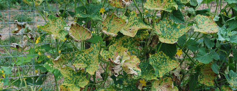 Pflanzenschutz - Biogarten Austria