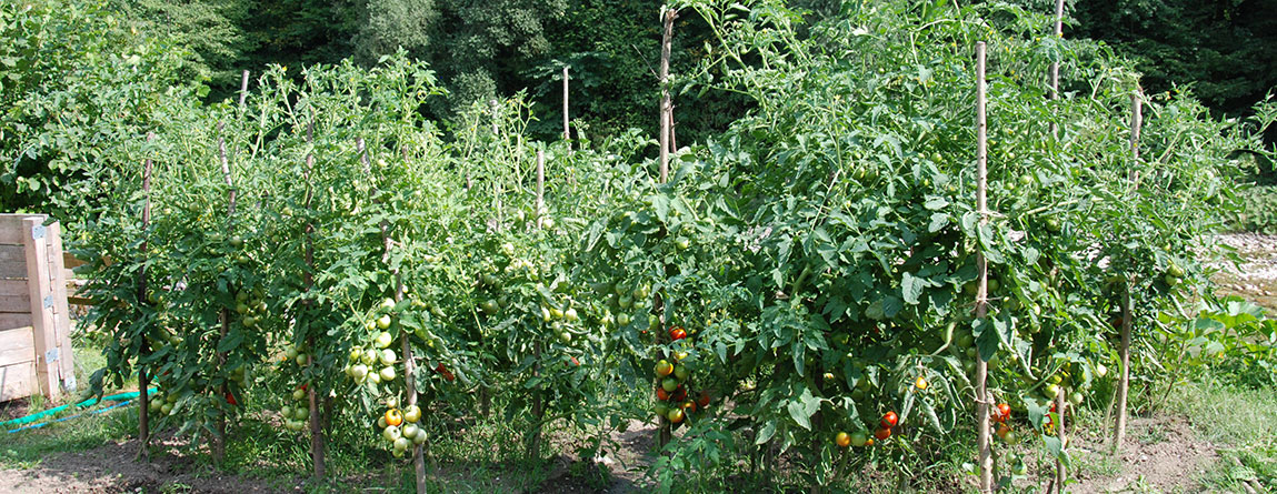 Gemüsegarten - Biogarten Austria