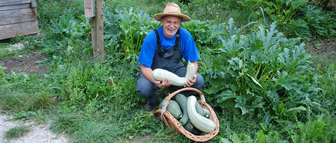 Zucchini mit Wurmhumus auspflanzen - Biogarten Austria