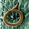 nematode